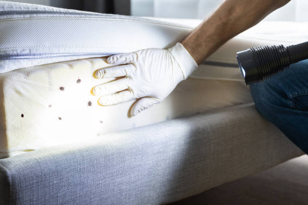 Best Flea Control Services  in Constantine, MI