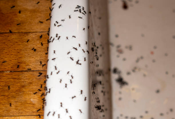 Best Exterminator Services  in Constantine, MI